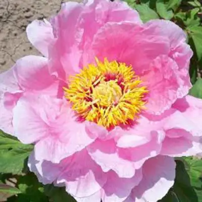 Пион МАРАМАЦУ-ЗАКУРА древовидный в Новополоцке