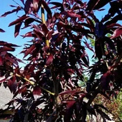 Персик БУРГУНДИ краснолистный в Новополоцке