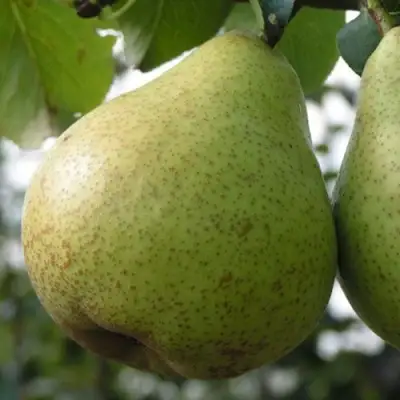 Груша ПЛАТОНОВСКАЯ в Новополоцке