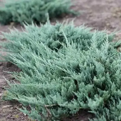 Можжевельник БЛЮ ЧИП горизонтальный  в Новополоцке