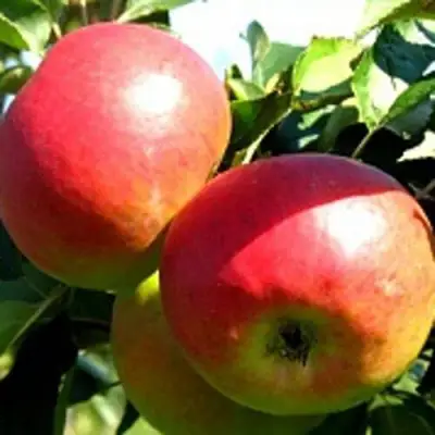 Яблоня СОКОЛОВСКОЕ стелющаяся в Новополоцке