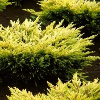 Можжевельник ЛАЙМ ГЛОУ горизонтальный  в Новополоцке