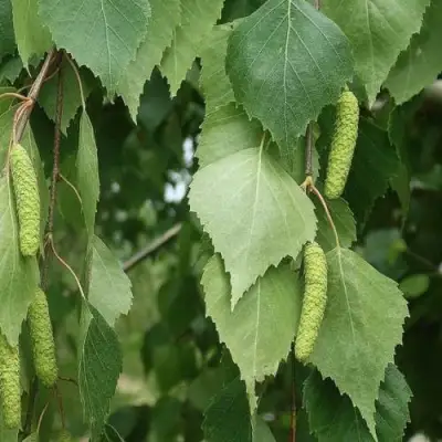 Береза бумажная в Новополоцке