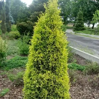 Можжевельник ГОЛД КОН обыкновенный в Новополоцке