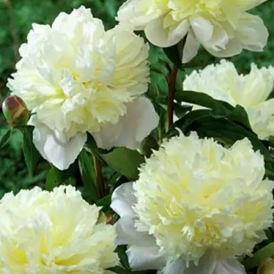 Пион ЛАУРА ДЕСЕРТ травянистый в Новополоцке