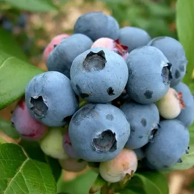 Голубика КОЛЛИНЗ в Новополоцке