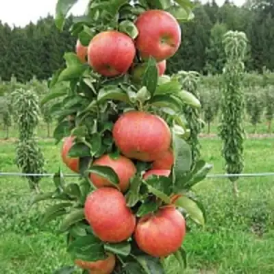 Яблоня ЯНТАРНОЕ ОЖЕРЕЛЬЕ колонновидная в Новополоцке