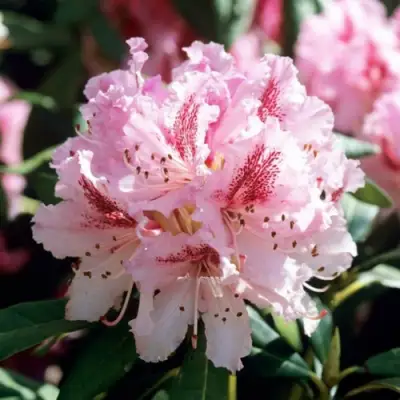 Рододендрон ЧИР в Новополоцке