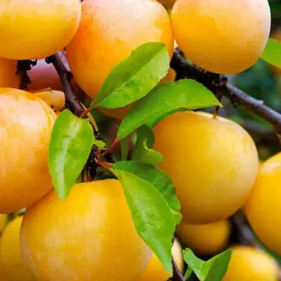 Слива МЕДОВАЯ ЖЁЛТАЯ в Новополоцке