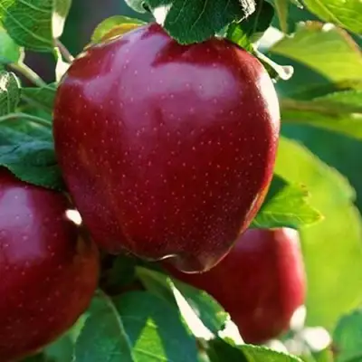 Яблоня РЕД ЧИФ в Новополоцке