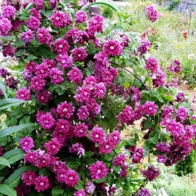 Клематис ПУРПУРЕА ПЛЕНА ЭЛЕГАНС в Новополоцке