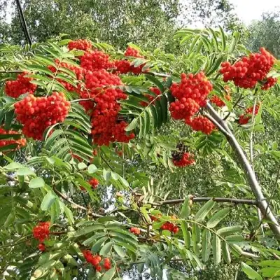 Рябина САХАРНАЯ ПЕТРОВА сладкоплодная в Новополоцке