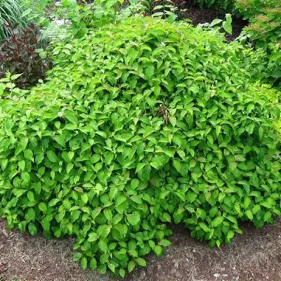 Дерен КЕЛСЕИ шелковистый  в Новополоцке