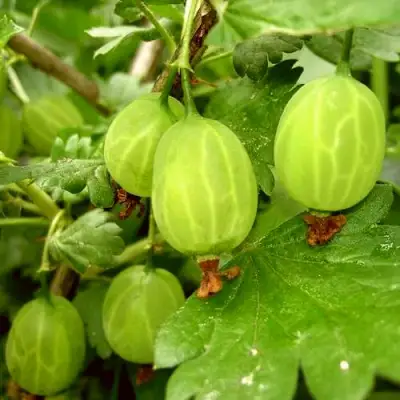 Крыжовник МАЛАХИТ в Новополоцке