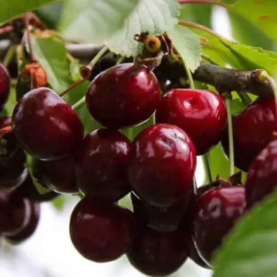 Вишня НОВОДВОРСКАЯ в Новополоцке