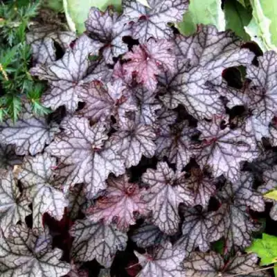 Гейхера ШУГА ФРОСТИНГ в Новополоцке