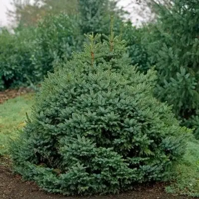 Ель НАНА сербская в Новополоцке