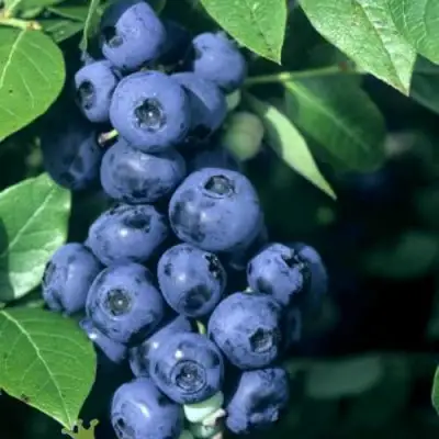 Голубика НОРТ КАНТРИ в Новополоцке