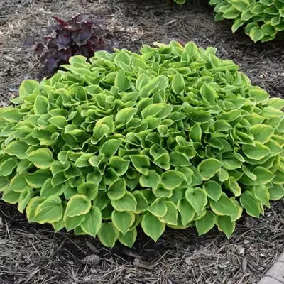 Хоста ГОЛДЕН ТИАРА в Новополоцке