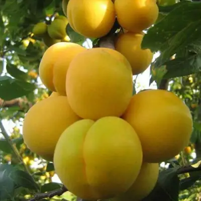 Слива ЛОДВА в Новополоцке