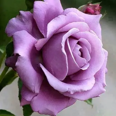 Роза МАЙЗЕР чайно-гибридная в Новополоцке