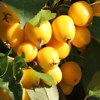 Яблоня ГОЛДЕН ХОРНЕТ декоративная в Новополоцке