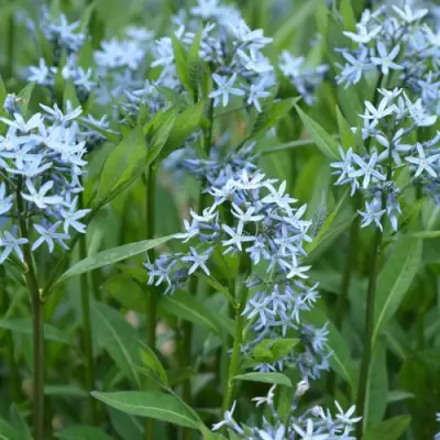 Амсония иволистная в Новополоцке