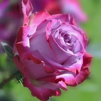 Роза ДИП ВОТЕР чайно-гибридная в Новополоцке