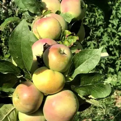 Яблоня ПРИОКСКОЕ колонновидная в Новополоцке