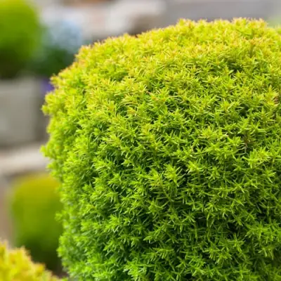 Туя АННИЕК западная в Новополоцке