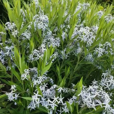 Амсония иволистная в Новополоцке