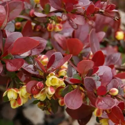 Барбарис КАРМЕН тунберга в Новополоцке