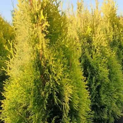 Туя ГОЛДЕН СМАРАГД западная в Новополоцке