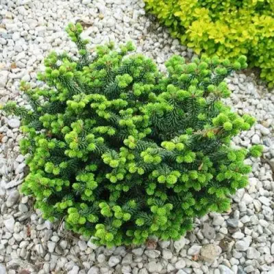 Пихта НАНА бальзамическая в Новополоцке