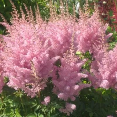 Астильба ЭДЕНС ОДИССЕЙ Арендса в Новополоцке