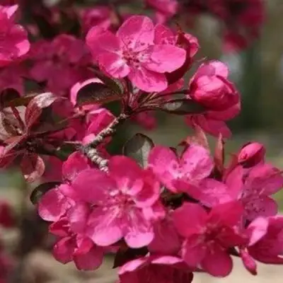 Яблоня РЕД КЕТТИ в Новополоцке