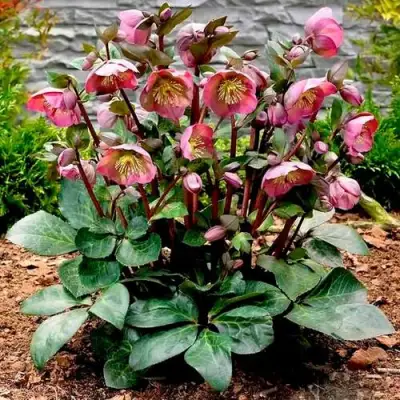 Морозник ВОСТОЧНЫЙ в Новополоцке