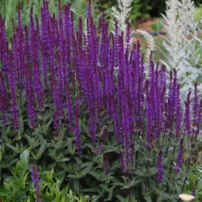 Шалфей КАРАДОНА в Новополоцке