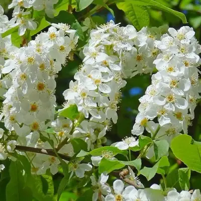 Черемуха ЧАЙКА в Новополоцке