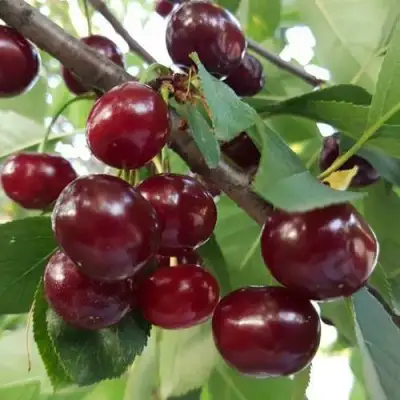 Дюк СЛАВЯНКА в Новополоцке