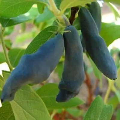 Жимолость съедобная НИМФА (ГАММА) в Новополоцке