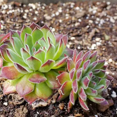 Молодило РУССКОЕ в Новополоцке