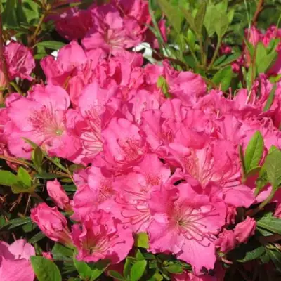 Азалия КИРСТИН японская в Новополоцке