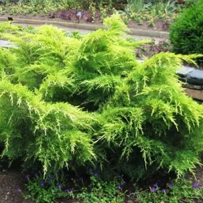 Можжевельник ГОЛД КОСТ средний в Новополоцке