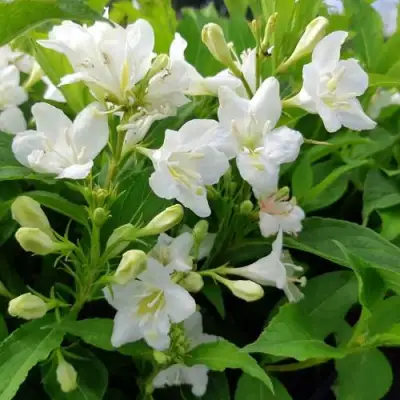 Вейгела БРИСТОЛЬСКАЯ СНЕЖИНКА в Новополоцке