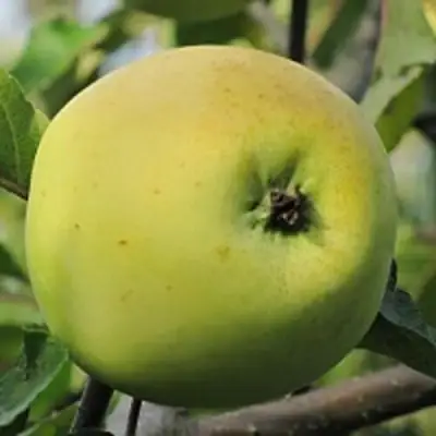 Яблоня РОССИЯНКА в Новополоцке