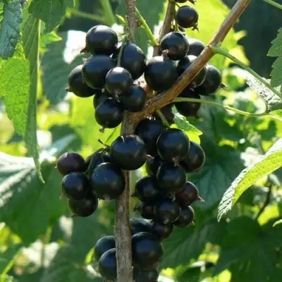 Смородина черная ВОЛОГДА в Новополоцке