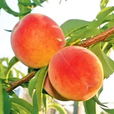 Персик ОНТАРИО в Новополоцке