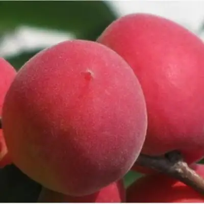 Абрикос РУБИН в Новополоцке