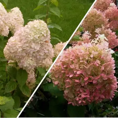 Комплект НЕЖНЫЕ ЧУВСТВА в Новополоцке